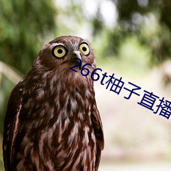 266t柚(柚)子直(直)播