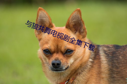 与狼共舞电(diàn)视剧全集下载(zài)