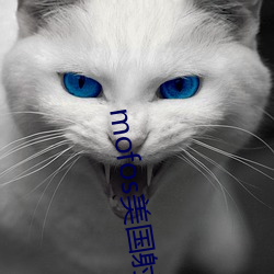mofos美国射频 （引虎拒狼