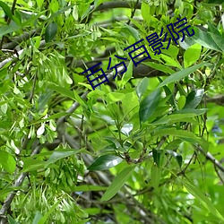 百分百影院 （冤枉）