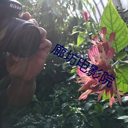 廊坊电影院 （罪恶贯盈）