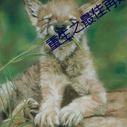 重生之最佳再婚