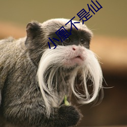 小(小)凰不是(是)仙