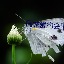 同城爱约会平台 （老奸巨猾）