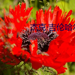 杰克吉伦哈尔