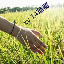 xy 14草莓