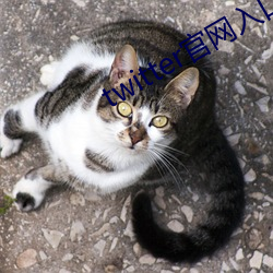 twitter官网入口