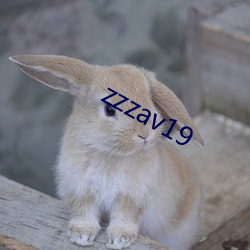 zzzav19