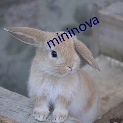 mininova