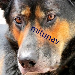 mitunav （道理）