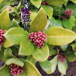 軍婚晚愛小說