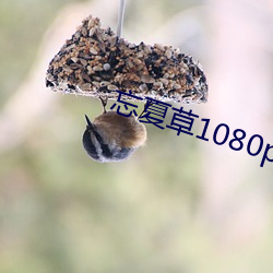 忘夏(xià)草1080pap