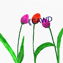 《CAWD （柳暗花明）