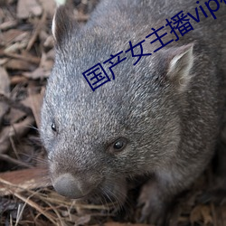 国产女主播vip视频