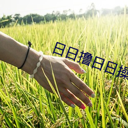 日日撸日日操