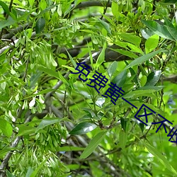 免费黄一区不收费 （刺儿头）