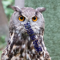 幻想鄉玩家