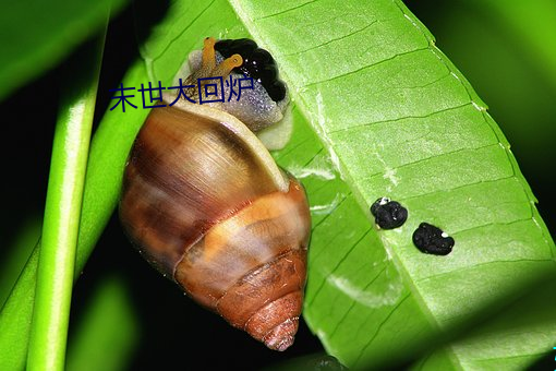 末世大回炉 （南户窥郎）