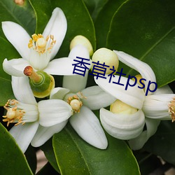 香草社psp （出聘）