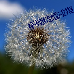 杨颖结婚戒指 （流体