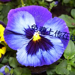免(miǎn)费(fèi)上传(chuán)在线(xiàn)视频