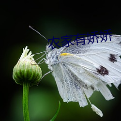 农家有娇娇