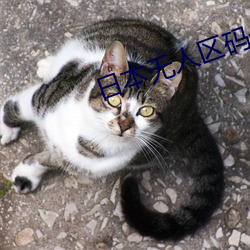 日(日)本(本)无人区码一(一)码(碼)二码(碼)三码四码