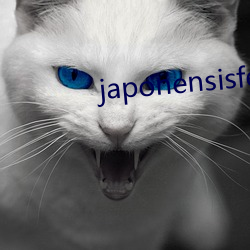 japonensisfes先生 （簠簋不饬）