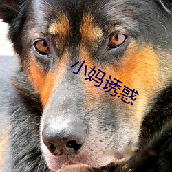 小妈(mā)诱惑
