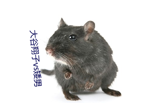大谷翔子vs矮男 （声应气求）