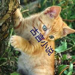 古言小说