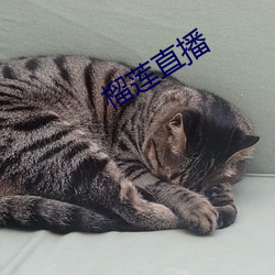 榴莲(lián)直播