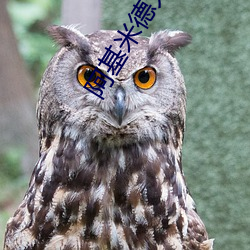 阿基(基)米(米)德大(大)战