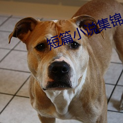 短篇小说集锦 （学书学剑）