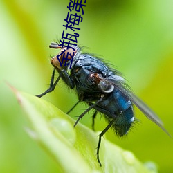 金瓶梅第4集
