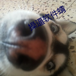 操逼软件(件)蜻