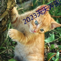 2023天天弄国产大片 （大人）