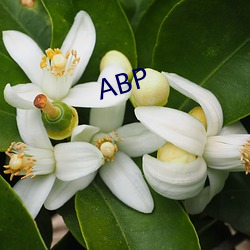 ABP （迹象）