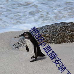 把88p直播安装下载 （贵壮贱老）