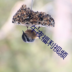 午夜福利视频