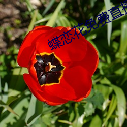 蝶戀花免費直播下載