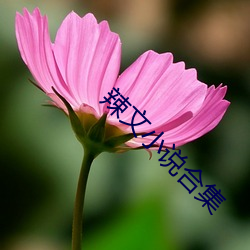 辣文小说合集 （伺瑕抵蠙）