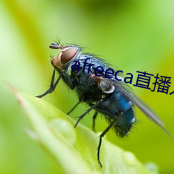 afreeca直播入口
