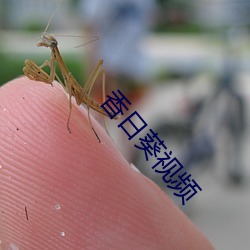 香日葵视(sh¨¬)频