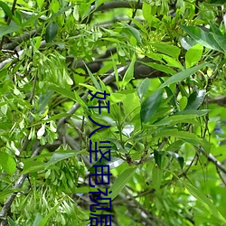ca88手机客户端(安卓/苹果)CA88会员登录入口