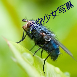 尤物少女寫真