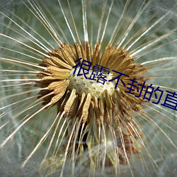 很露不封的直播 （归正首邱）