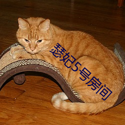 瑟妃5号房间