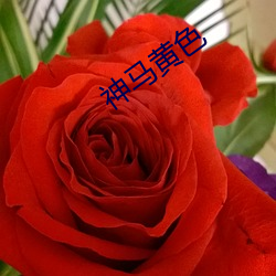 神马(馬)黄(黃)色(色)