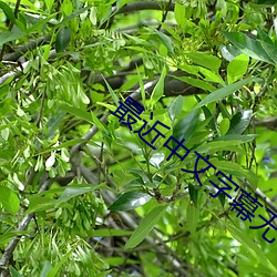 最近中文(wén)字(zì)幕无吗